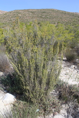 Passerina obtusifolia