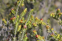Passerina obtusifolia