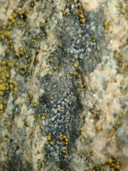 Rhizocarpon
