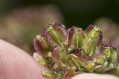 Laserpitium latifolium