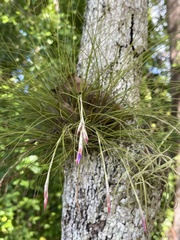 Tillandsia setacea