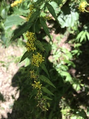Solidago caesia