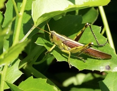 Schistocerca obscura