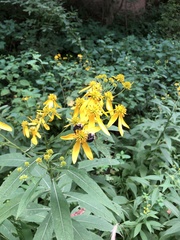 Verbesina alternifolia