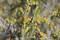 Passerina obtusifolia