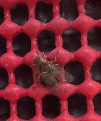 Hippoboscoidea
