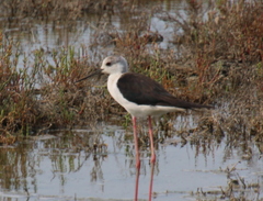 Himantopus himantopus