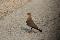 Glareola pratincola
