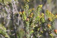 Passerina obtusifolia