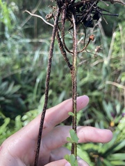 Nephrolepis exaltata