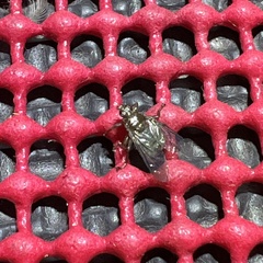 Hippoboscoidea