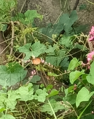 Danaus chrysippus