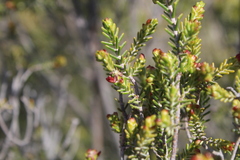 Passerina obtusifolia