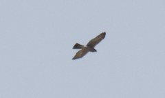 Accipiter brevipes