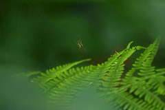 Tetragnathidae