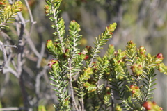Passerina obtusifolia