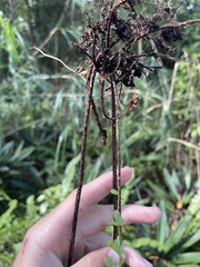 Nephrolepis exaltata