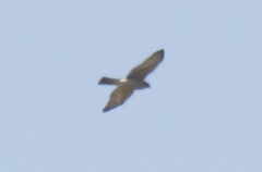 Accipiter brevipes