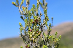 Passerina obtusifolia