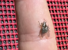 Hippoboscoidea