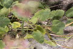 Laserpitium latifolium
