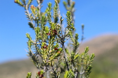 Passerina obtusifolia