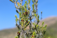 Passerina obtusifolia