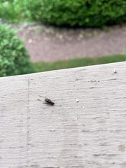 Phyllopalpus pulchellus