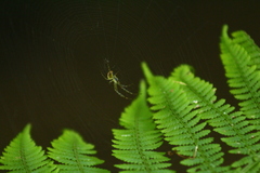 Tetragnathidae