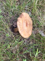 Amanita rubescens