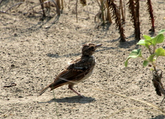 Galerida cristata