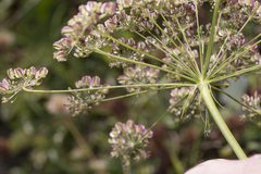 Laserpitium latifolium