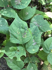 Hylodesmum glutinosum