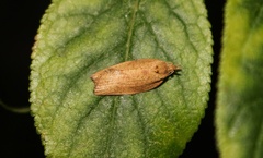 Platyedra subcinerea