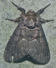 Panthea furcilla