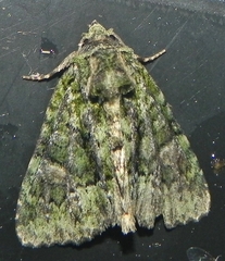 Phosphila miselioides