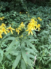 Verbesina alternifolia