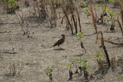 Galerida cristata