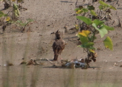 Galerida cristata