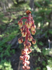 Pterospora andromedea