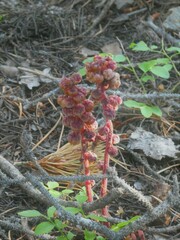 Pterospora andromedea