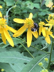 Verbesina alternifolia