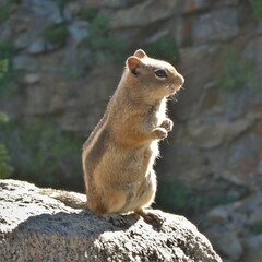 Callospermophilus lateralis