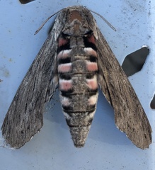 Agrius convolvuli