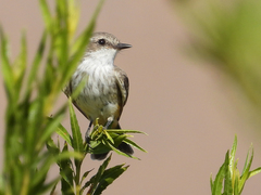 Pyrocephalus rubinus