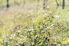 Laserpitium latifolium