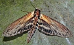 Sphinx kalmiae