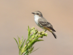 Pyrocephalus rubinus