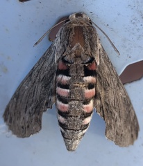 Agrius convolvuli