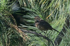 Luscinia svecica
